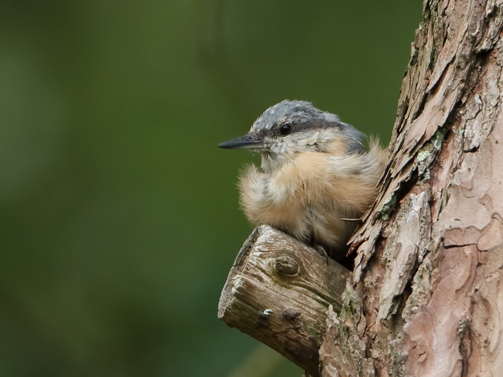 Sitta europaea Boomklever European Nuthatch